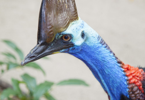 tropical queensland photo tour example 